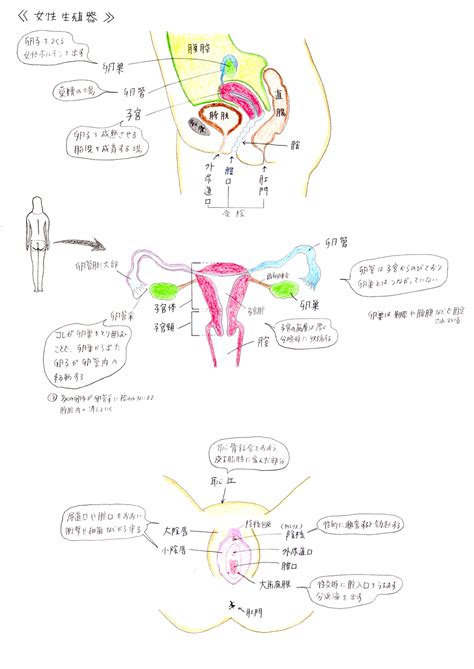 まんこ 場所|女性器について、正しい知識を持ちましょう 